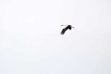 Ciconia in flight