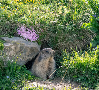A charming Swiss Alps scene: A curious marmot amid a vibrant flower field, encapsulating the beauty of alpine wildlife and nature.