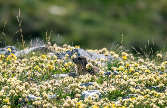 A charming Swiss Alps scene: A curious marmot amid a vibrant flower field, encapsulating the beauty of alpine wildlife and nature.