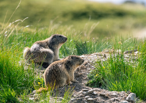 A charming Swiss Alps scene: A curious marmot amid a vibrant flower field, encapsulating the beauty of alpine wildlife and nature.