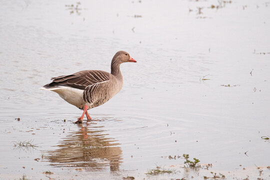Bird in French Dombes