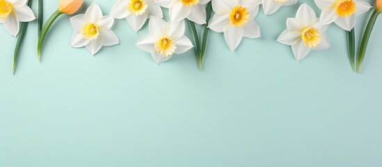 Daffodils bloom against isolated pastel background Copy space