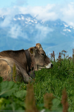 Majestic cow surveying the stunning Swiss Alps, a serene embodiment of the harmonious coexistence of nature and agriculture.