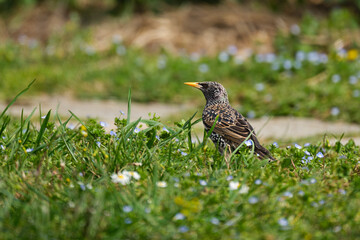Common starling isolated in the grass with a creamy bokeh