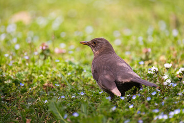 Blackbird isolated in the grass with a creamy bokeh