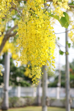 Yellow flower in summer of Thailand, Songkran festival theam