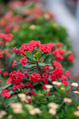 Wasp flying on the Poi Sian, red flower.