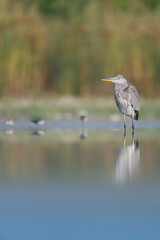 Fine art portrait in the wetlands, the grey heron (Ardea cinerea)