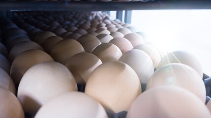 Chicken eggs in the trolley, are eggs that are ready to be hatched into the hatchery. temporary egg...