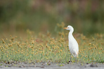 The Cattle egret wrapped by flowers (Bubulcus ibis)