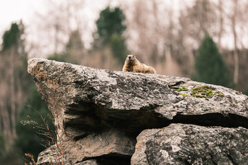 Marmot on the rock in the wild