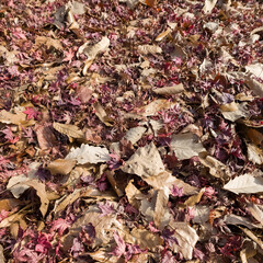 Autumn background with yellow, red and brown fall foliage