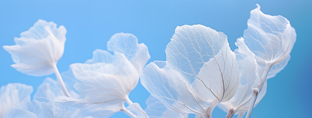 White semitransparent leaves-plants with a delicate texture against a clear blue sky.  Dreamy and peaceful mood. Plenty of copy space.