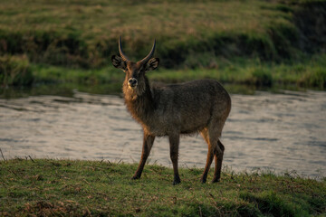 Male common waterbuck stands staring on riverbank