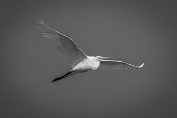 Mono great egret glides through blue sky