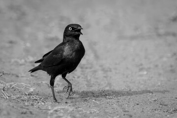 Mono greater blue-eared starling hops over sand