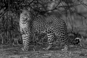 Mono leopard stands turning head at dusk