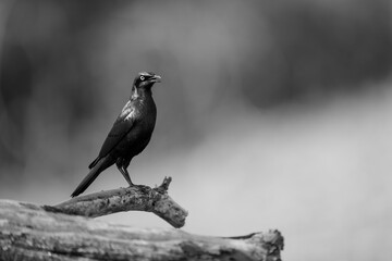 Obraz premium Mono greater blue-eared starling stares on branch