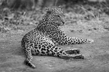 Mono leopard lies on ground facing right
