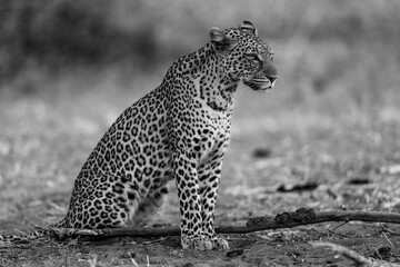 Mono leopard sits staring ahead beside branch