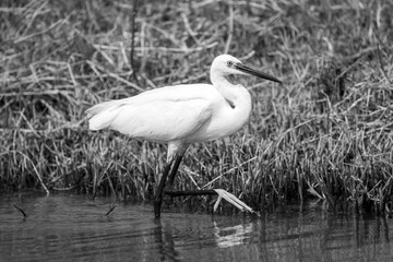 Mono little egret in shallows lifting foot