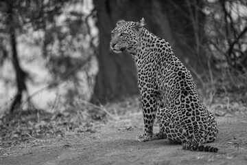 Fototapeta premium Mono leopard sits on ground near tree