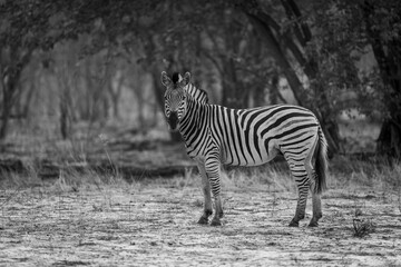 Fototapeta na wymiar Mono plains zebra stands in clearing staring