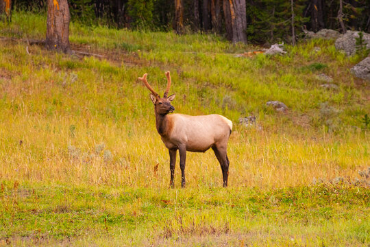 Elk in Yellowstone National Park usa