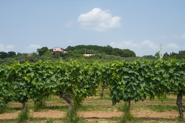 Fototapeta na wymiar Country landscape near Fauglia, Tuscany