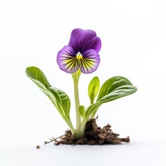 Pansy bud showcasing nature's artistry as it starts to unfurl isolated on white background