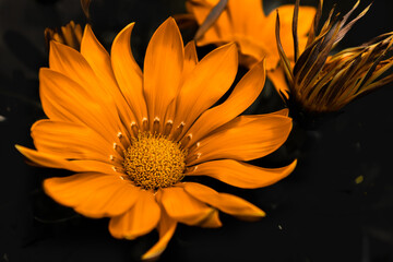 orange flower on black background