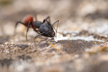 Macro of an ant Giant forest ant (Camponotus gigas, genus Dinomyrmex)