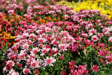 Obraz premium Chrysanthemums of different colors, bushes of autumn flowers in sunny day. Landscape design, floral background