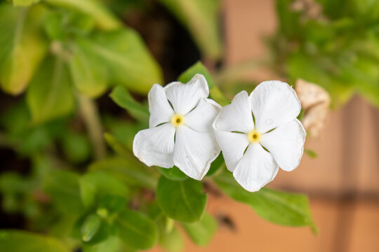 Flowers small white flowers in the garden