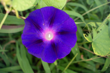 Purple Iris Flower in the Garden