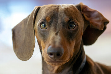 Dachshund