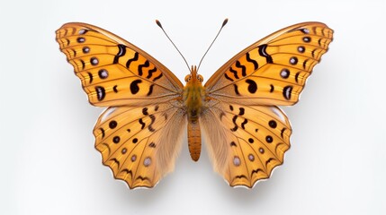 Argynnis paphia butterly white background top view.Generative AI