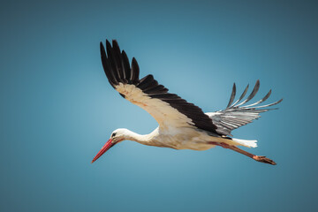 Low angle view of a stork  flying against clear blue sky