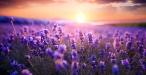 Zelfklevend Fotobehang Blooming lavender field at sunset © Svitlana