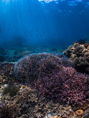 coral reef at koh surin ,thailand