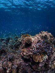 Fototapeta na wymiar coral reef at koh surin , thailand