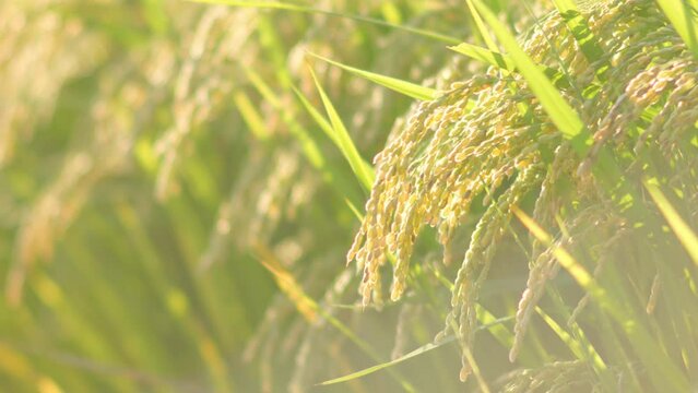 Sun Rice Plant