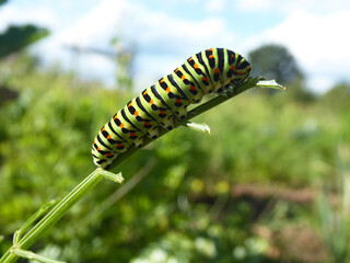 Closeup of a green swallowtail caterpillar sitting on a plant in a field on a sunny summer day