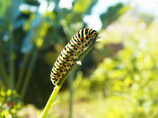 Macro of a green swallowtail caterpillar sitting on a plant in a field on a sunny summer day