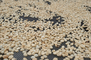 Close up of many raw coffee beans in a process of drying on a grid in a temperature and humidity regulated environment, shot from above.
