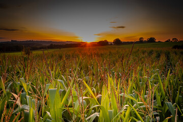 The sun sets on a healthy field of corn crop farming land. Fertile ground and perfect weather allow plants bearing food to flourish in the Belgian Ardennes - 651230351