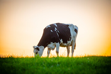 A dairy cow in a filed of farmland grazing on lush green grass at sunset. Belgium summer in rural Ardennes where animals like this are farmed for livestock produce like milk - 651230370