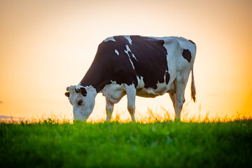 A dairy cow in a filed of farmland grazing on lush green grass at sunset. Belgium summer in rural...