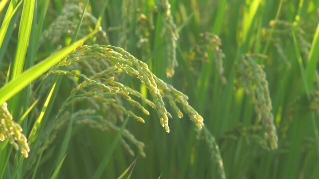 Rice ears swaying in the wind and the setting sun, rice fields in autumn