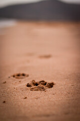Dogs footprints on a sandy beach at sunset 